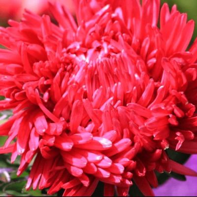 Астра королевский размер Красная Астра королевский размер Красная фото