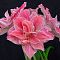 Амариллис Свит Нимф Амариллис Свит Нимф фото