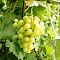 Виноград Аркадия фото