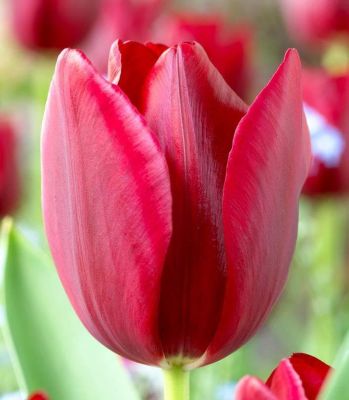 Тюльпан Нэшнл Вельвет Тюльпан Нэшнл Вельвет фото