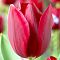 Тюльпан Нэшнл Вельвет Тюльпан Нэшнл Вельвет фото