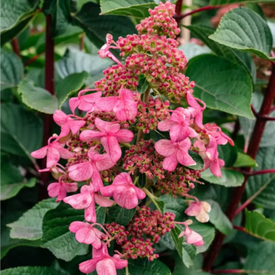 Гортензия метельчатая Инфинити, С2 - Dolina-Sad.Ru