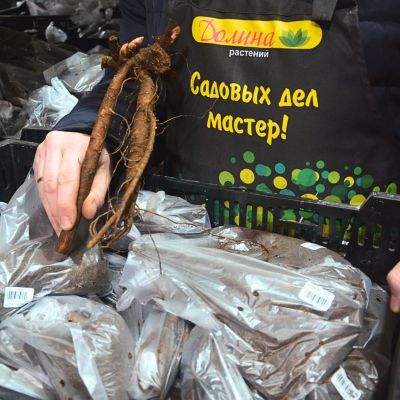 Пион Распберри Сандей Пион Распберри Сандей - Dolina-Sad.Ru