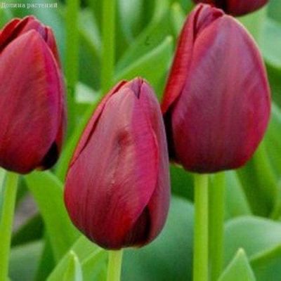 Тюльпан Нэшнл Вельвет Тюльпан Нэшнл Вельвет фото