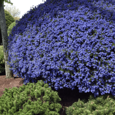 Цеанотус Блю Сапфир Цеанотус Блю Сапфир фото