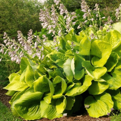 Хоста Сам энд Сабстенс фото