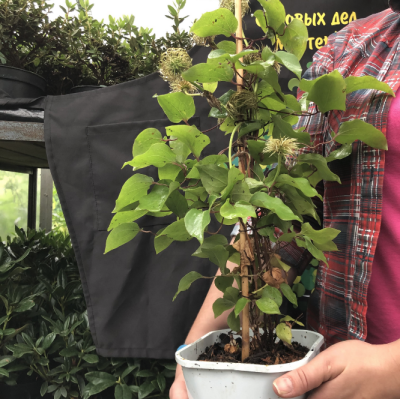 Клематис Вестерплатте Клематис Вестерплатте фото