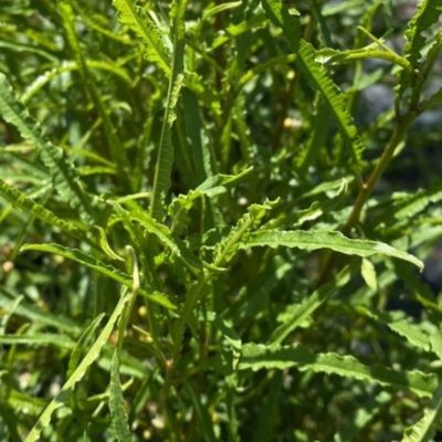 Крушина ломкая Рон Уильямс Крушина ломкая Рон Уильямс - Dolina-Sad.Ru