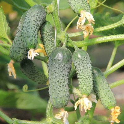 Огурец Малосольный F1 Огурец Малосольный F1 - Dolina-Sad.Ru