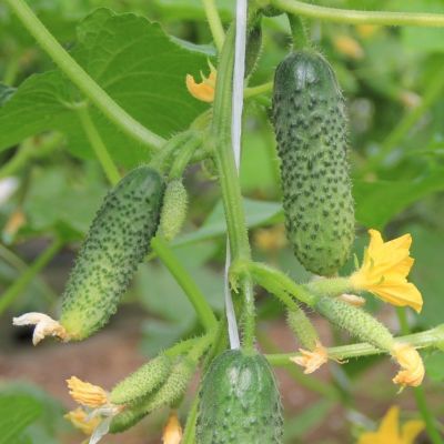 Огурец Барабулька F1 корнишон автор. Огурец Барабулька F1 корнишон автор. - Dolina-Sad.Ru