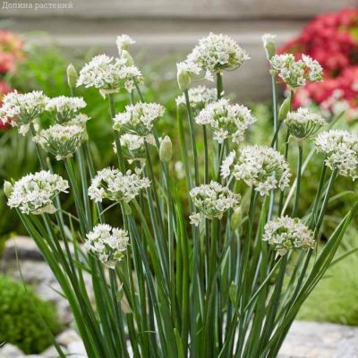 Аллиум китайский Клифс оф Довер Аллиум китайский Клифс оф Довер - Dolina-Sad.Ru