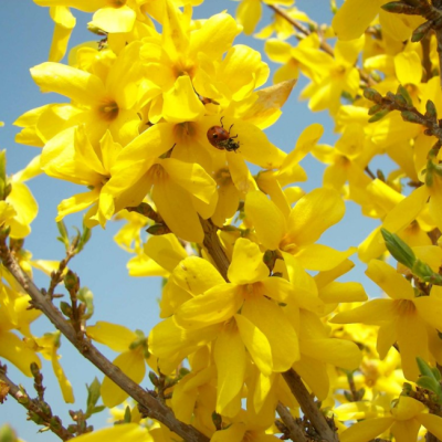 Форзиция средняя Голдрауч Форзиция средняя Голдрауч фото