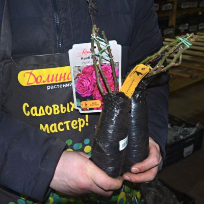 Роза Хайди Клум Роза Хайди Клум фото