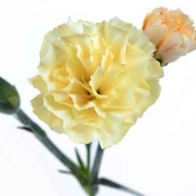 Гвоздика Менорка Еллоу - Dolina-Sad.Ru