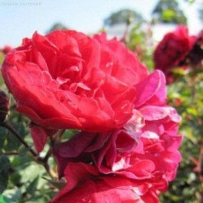 Роза Меркури 2000 Роза Меркури 2000 фото