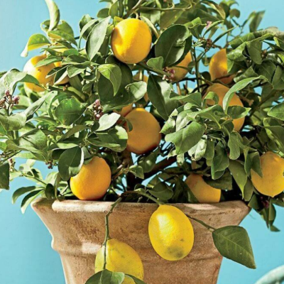 Лимон Павловский Лимон Павловский фото