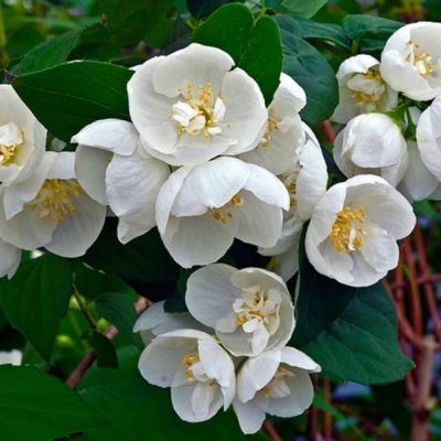 Жасмин (Чубушник) Виргинал Жасмин (Чубушник) Виргинал фото