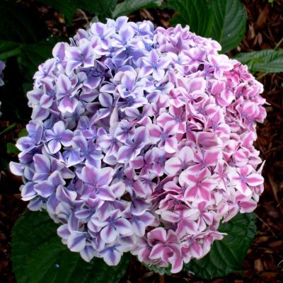 Гортензия крупнолистная Пеперминт Гортензия крупнолистная Пеперминт фото
