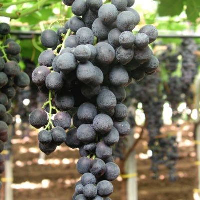 Виноград Мишель Палиери Виноград Мишель Палиери - Dolina-Sad.Ru