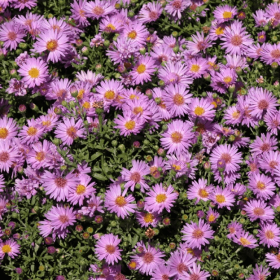 Астра кустарниковая Барбадос , C2 фото