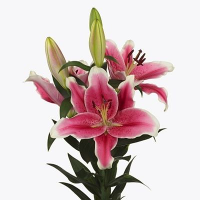 Лилия Эль Капитан - Dolina-Sad.Ru