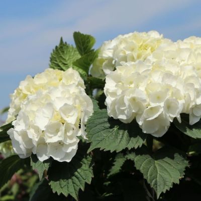 Гортензия крупнолистная Хай Кристал Пэлас, С2 - Dolina-Sad.Ru