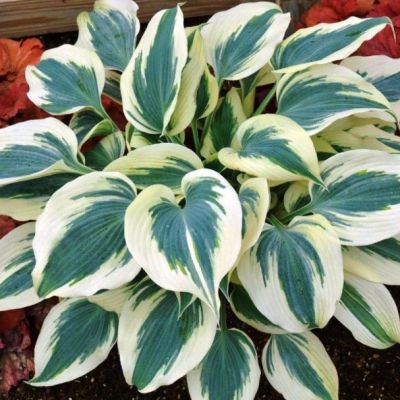 Хоста Блю Айвори , x Хоста Блю Айвори , x фото