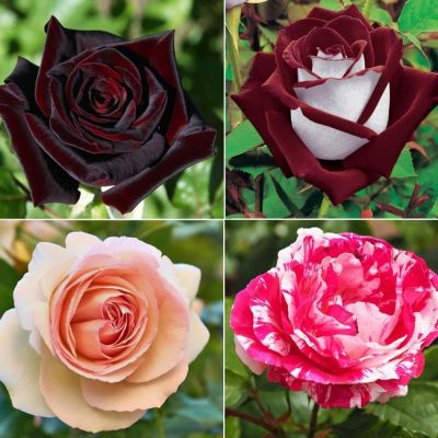 Микс Чайно-гибридных Роз (1+1=3) Микс Чайно-гибридных Роз (1+1=3) фото