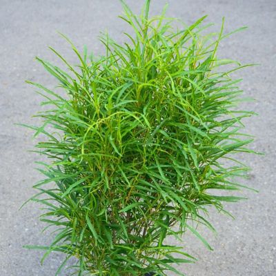 Крушина ломкая Рон Уильямс Крушина ломкая Рон Уильямс - Dolina-Sad.Ru