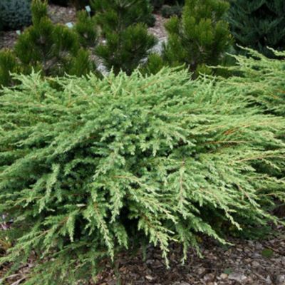 Можжевельник прибрежный Шлягер Можжевельник прибрежный Шлягер фото