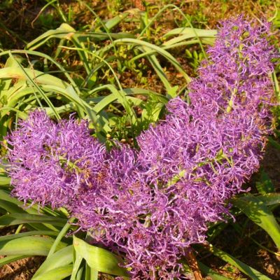 Мускари Хохлатый Мускари Хохлатый фото