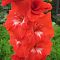 Гладиолус Франко Зекка Гладиолус Франко Зекка - Dolina-Sad.Ru