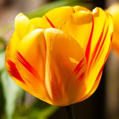 Тюльпан Фокус Покус Тюльпан Фокус Покус фото