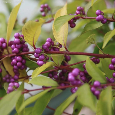 Красивоплодник Иссаи Красивоплодник Иссаи - Dolina-Sad.Ru