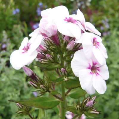 Флокс Майкс Фаворит Флокс Майкс Фаворит - Dolina-Sad.Ru