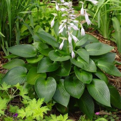 Хоста Девон Грин Хоста Девон Грин - Dolina-Sad.Ru