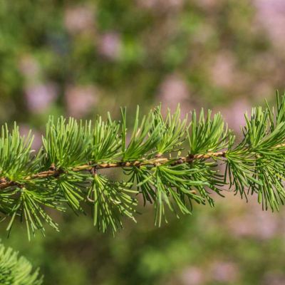 Лиственница широкочешуйчатая Лиственница широкочешуйчатая - Dolina-Sad.Ru