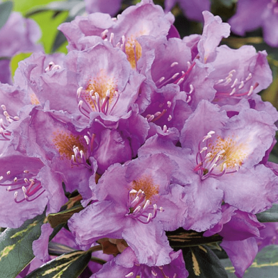 Рододендрон Голдфлиммер Рододендрон Голдфлиммер фото