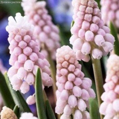 Мускари Пинк Санрайз Мускари Пинк Санрайз фото