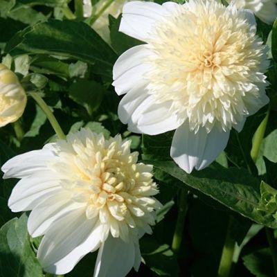 Георгина Платинум Блонд Георгина Платинум Блонд фото