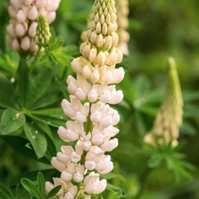 Люпин Уайт Люпин Уайт - Dolina-Sad.Ru