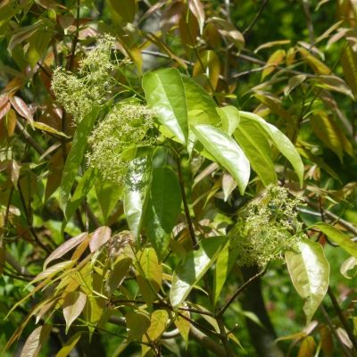 Клен Флорибунда Клен Флорибунда - Dolina-Sad.Ru