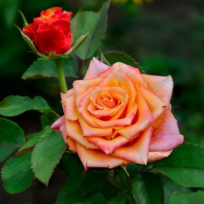 Роза Черри Бренди в горшке Роза Черри Бренди в горшке - Dolina-Sad.Ru