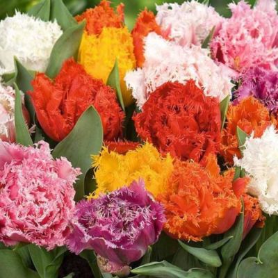 Микс Дабл-Бахромчатых Тюльпанов Микс Дабл-Бахромчатых Тюльпанов фото