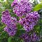 Сирень на штамбе Сенсация Сирень на штамбе Сенсация фото