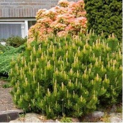 Сосна Горная Мугус фото