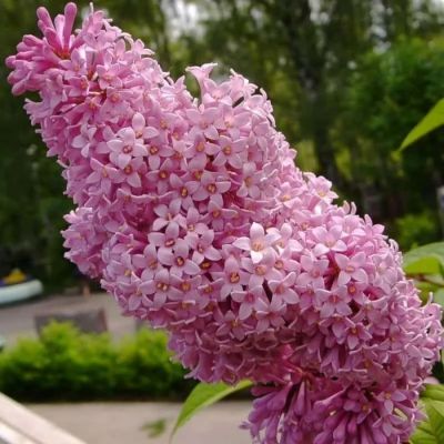 Сирень венгерская, С3 - Dolina-Sad.Ru