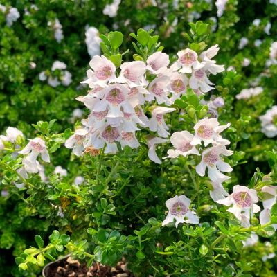 Простантера клиновидная Простантера клиновидная - Dolina-Sad.Ru