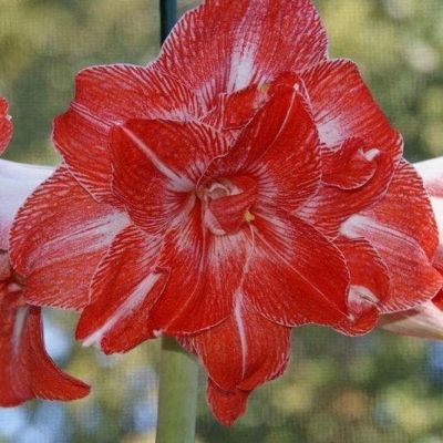 Амариллис Старс энд Страйпс Амариллис Старс энд Страйпс фото