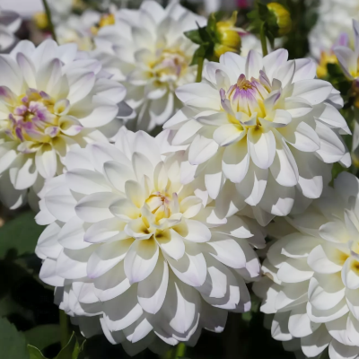 Георгина Виттем Георгина Виттем фото